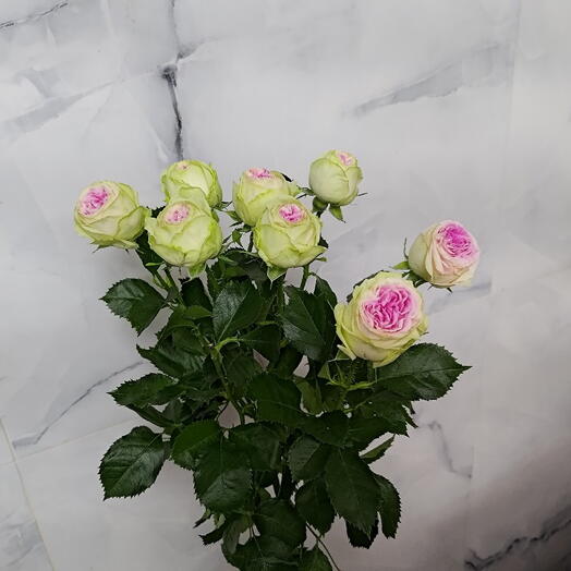 Deep Pink Spray Rose