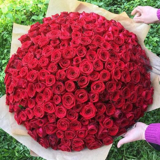 Rosas 101 pieza Ecuador