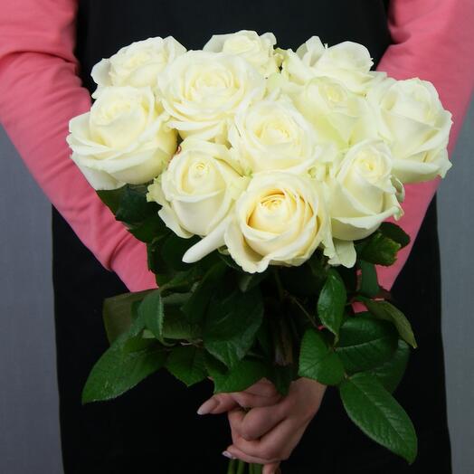 Rosa blanca