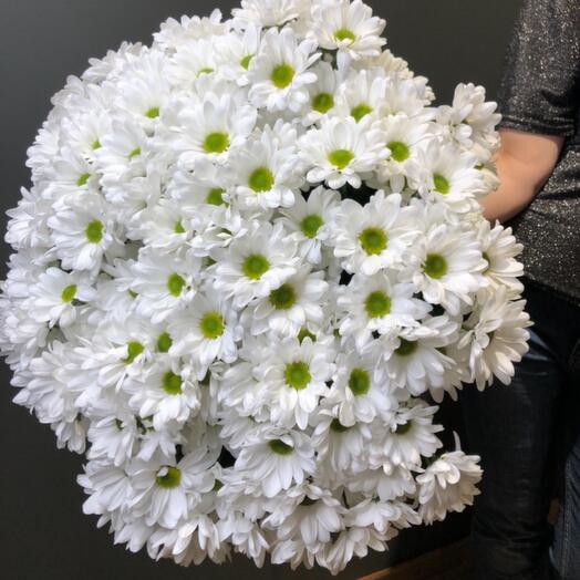 Daisies