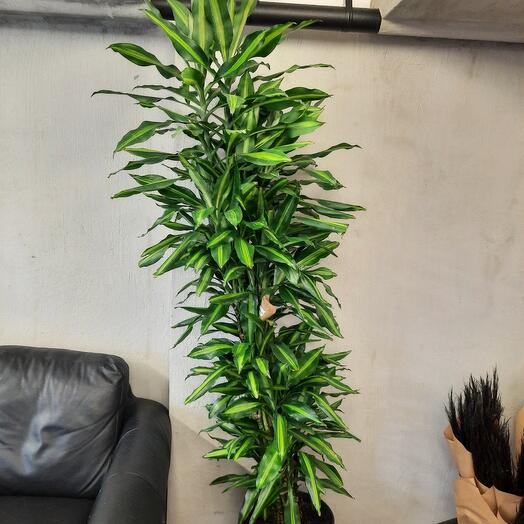 Драцена большая, Live Plants Moscow, buy at a price of 22900 RUB ...