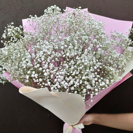 Gypsophila aerea