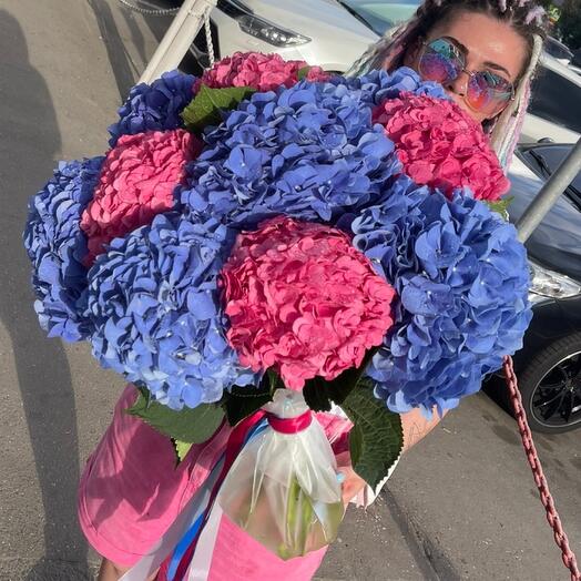11 hortensias Holandesas