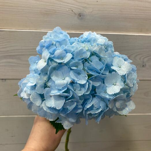 Гортензия