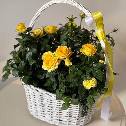 Rosas de Jardín en macetas (peonía)