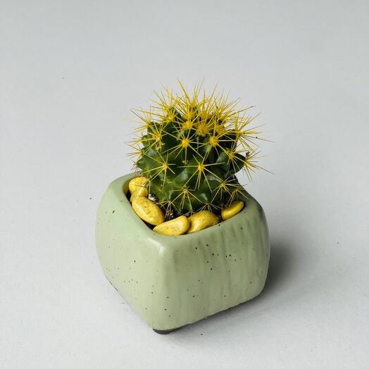 Yellow cactus in a planter on a computer desk