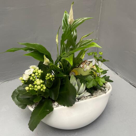 Buy Potted flowers, Pelargoniums in pots, Flowers & Gifts Croydon