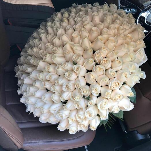 151 white roses