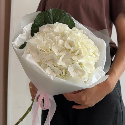 Белая гортензия