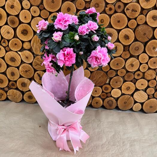 Комнатное растение Азалия