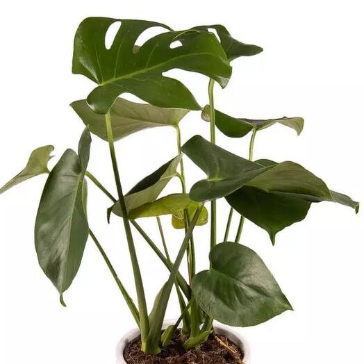 Monstera