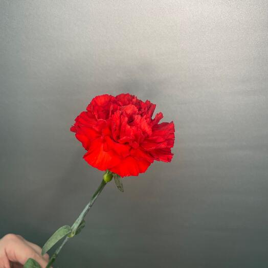 Carnation