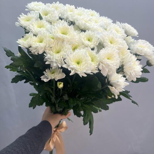 Хризантема кустовая