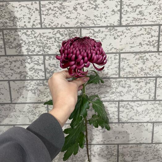 Хризантема бигуди