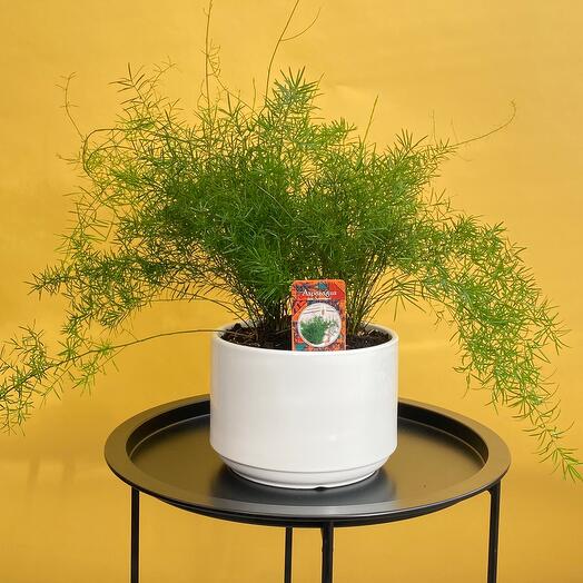 Аспарагус в кашпо