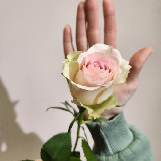 Rosa Frutetto 42 cm