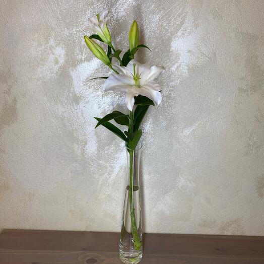 White Lily