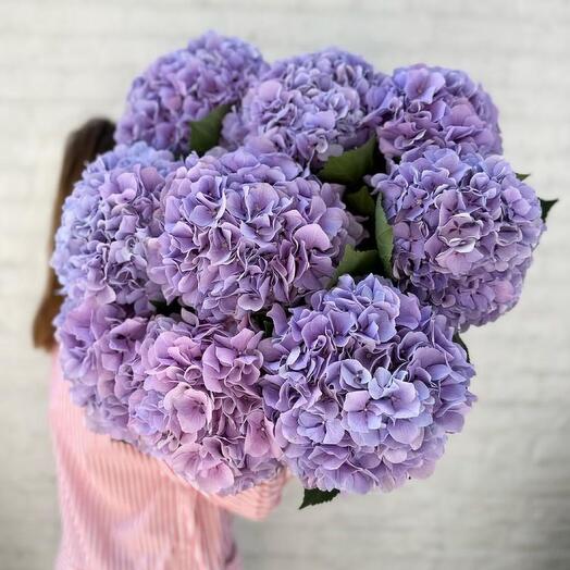 Bouquet of lavender hydrangeas