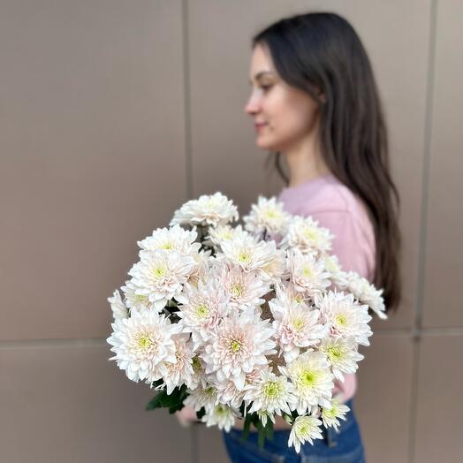 Хризантема Кустовая «Розовая Пудра» 7шт