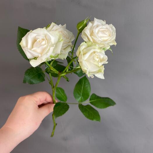 White bush rose 50 cm