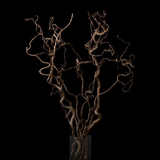 Интерьерные ветки Corylus