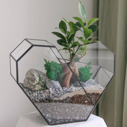 Florarium con ficus Ginseng en forma de Corazón