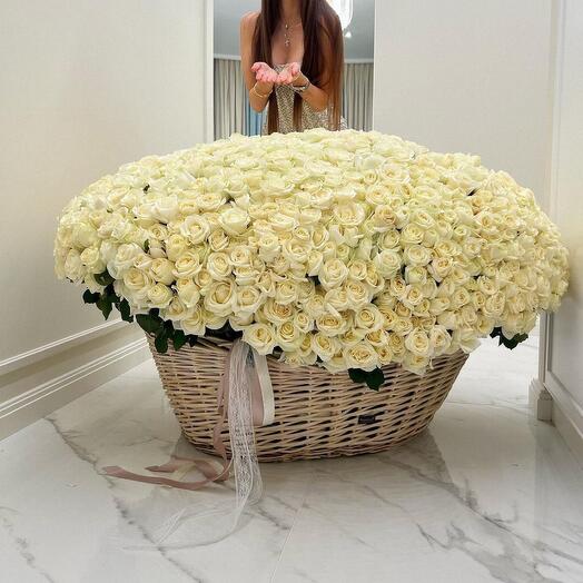 White rose in basket