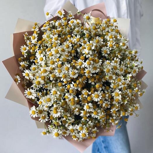 Chamomile