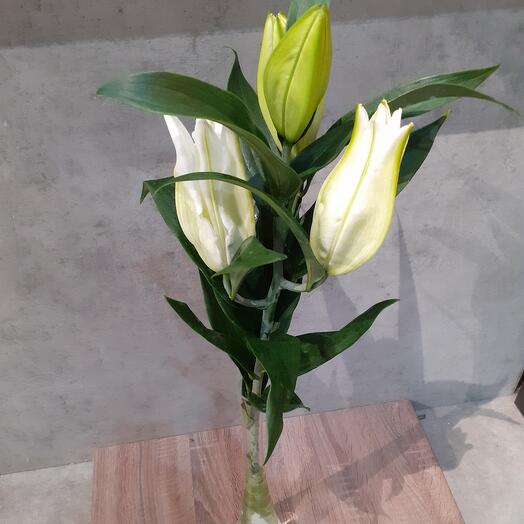 Lily