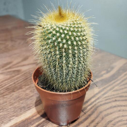 Нотокактус Ленингхауса 🌵