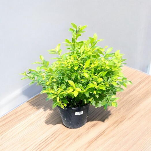 Shrub Duranta Erecta – Gold – Type B