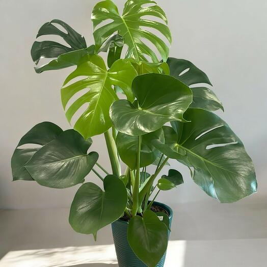 Monstera