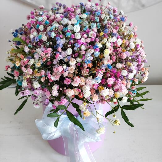 Қораптағы Гипсофила түсті