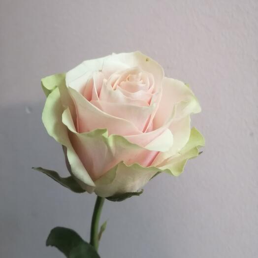 Rose of Ecuador5