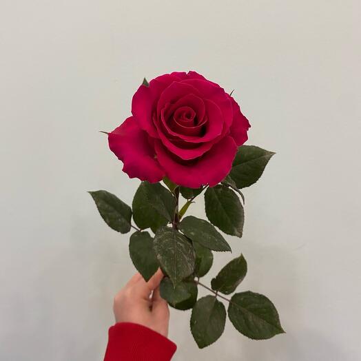 Роза одноголовая фуксия