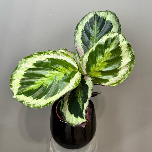 Калатея в керамическом глянцевом кашпо