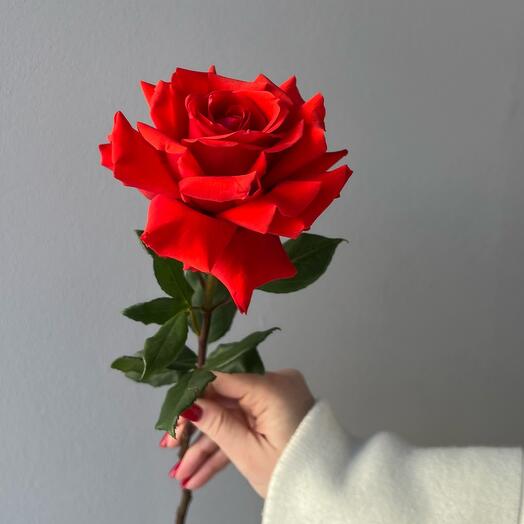 ROSA NINA
