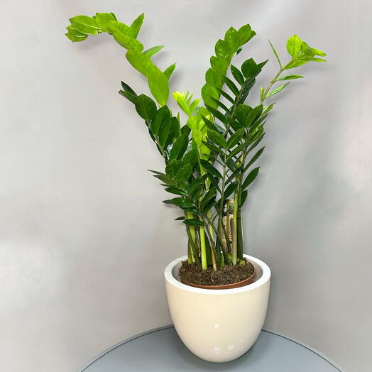Замиокулькас (Zamioculcas) + кашпо