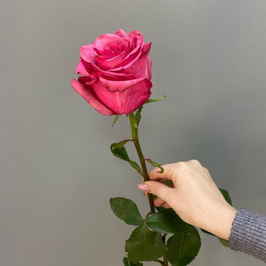 Розы под ленту "Лола"