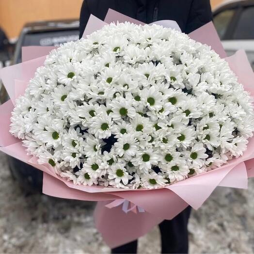 Chrysanthemum