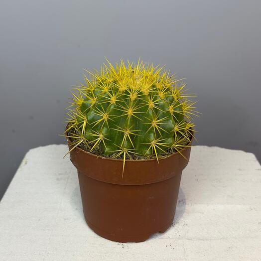 Кактус жёлтый в горшке