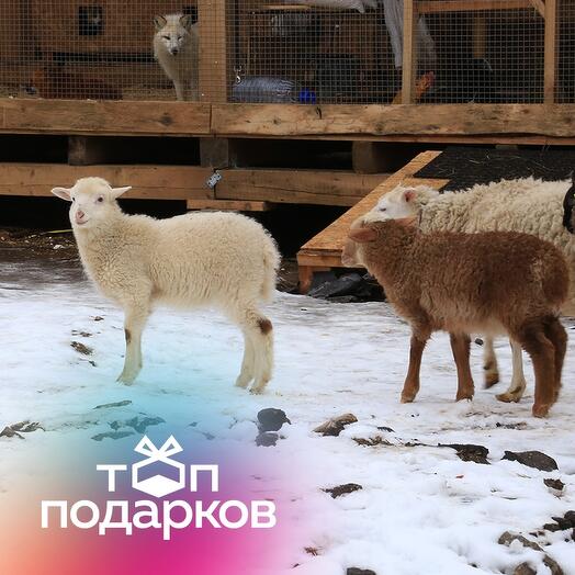 Подарочный сертификат Трудотерапия на ферме для детей и взрослых, 1 чел. (Московская область)
