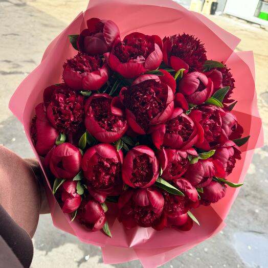 Пионы бордовые