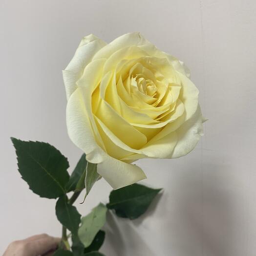 Роза Кэнд лайт