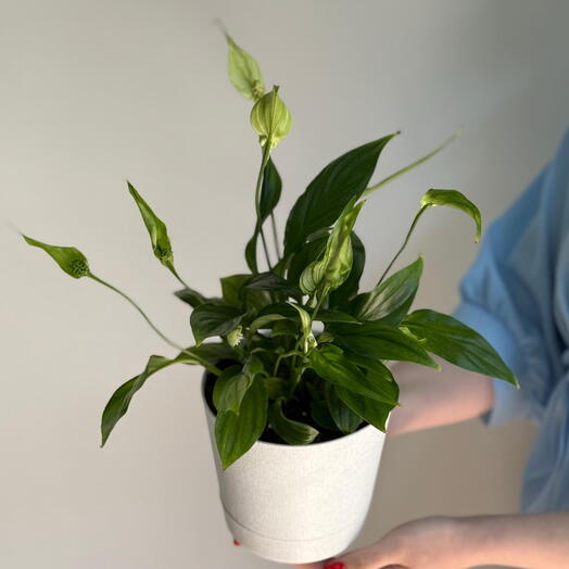 Спатифиллум пересаженный в белое кашпо