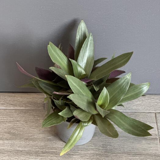 Традесканция