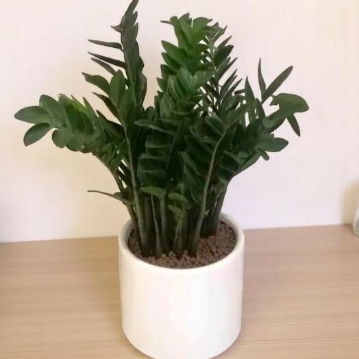 Zamia