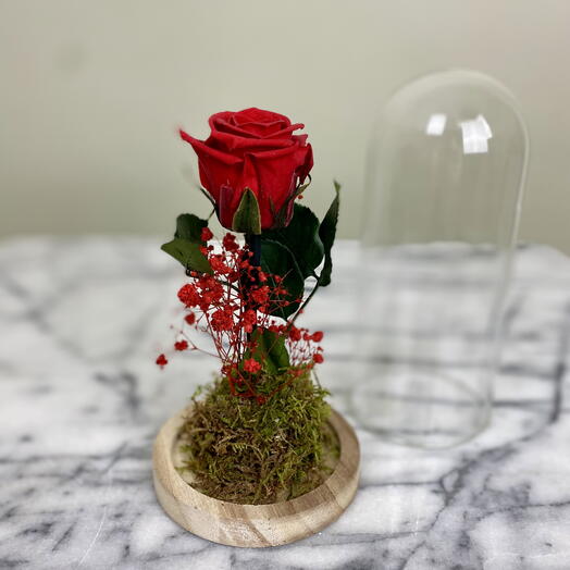 Ewige Liebe in Glas – Rote Rose unter Glashaube