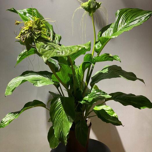 Антуриум Такка Шантриери