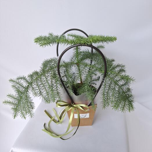 Комнатное растение Араукария Heterophylla